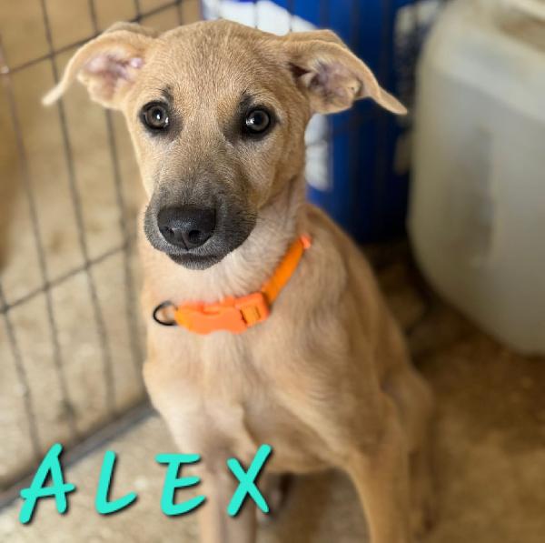 Alex, Paolo & Trilly in cerca di adozione Foto 2